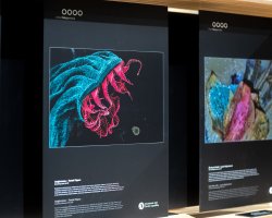 Mechorost jako predátor. Výstava Věda fotogenická ukazuje krásy vědy i humor